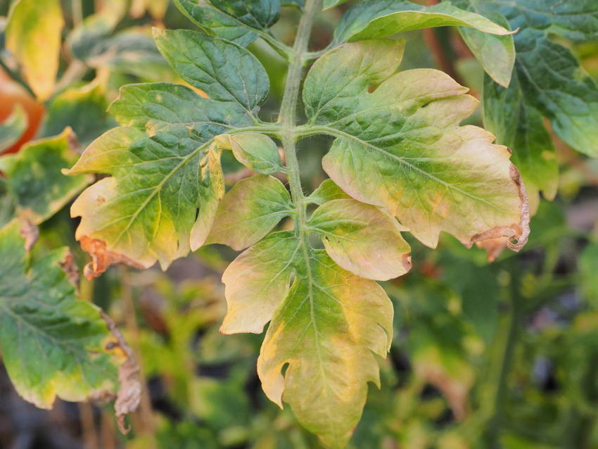 Tomato nutrient deficiency